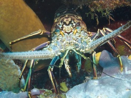 IMG 2852  Spiny Lobster